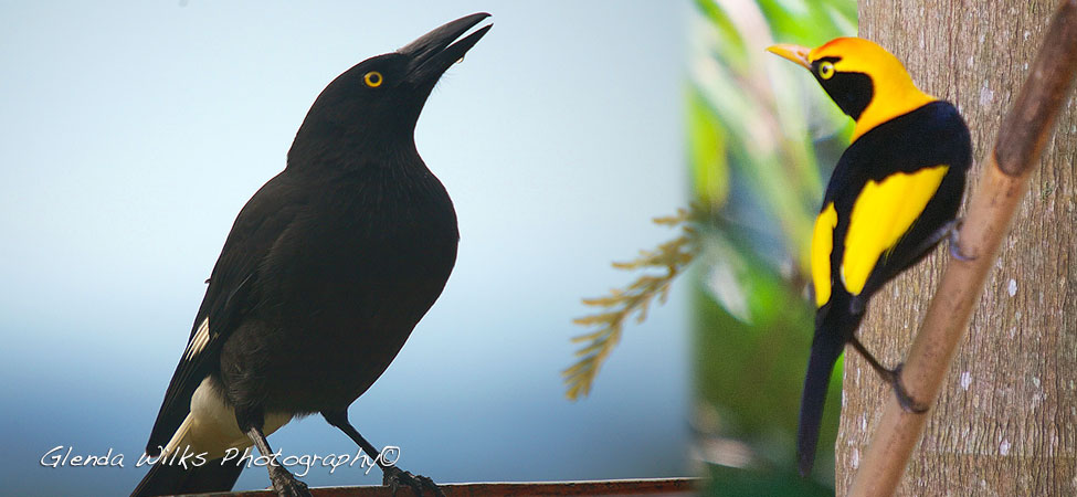 A Currawong after taking a drink