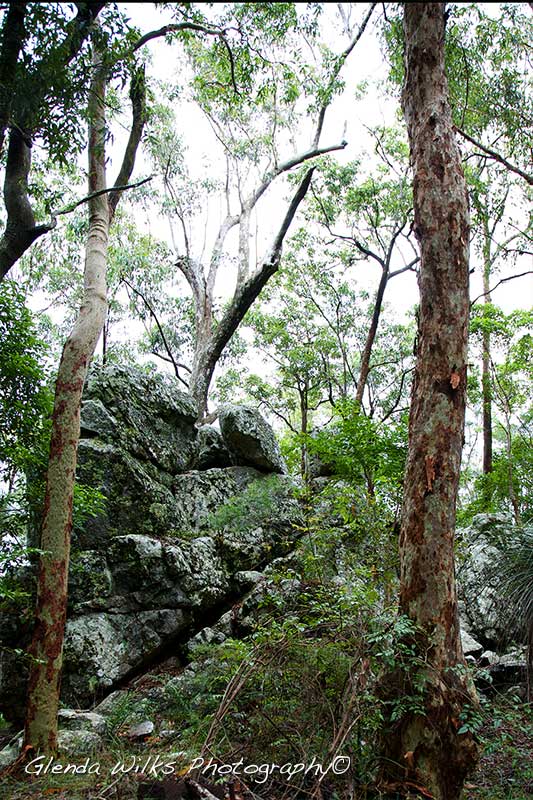 a rainforest walk scene at the Western Window towards Mt Nebo