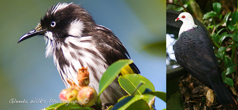 Hollandier Honey Eater - fluffed up after a short bath