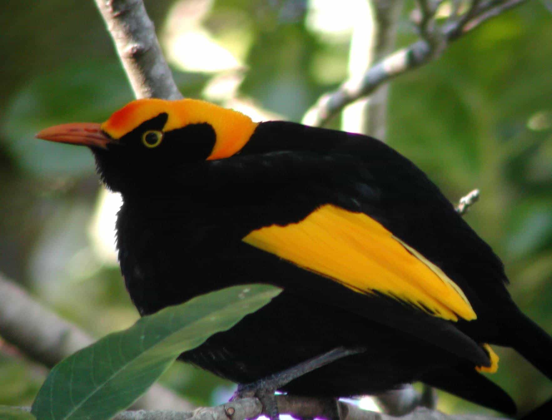 A male regent bowerbird with black plumage and a brilliant golden-orange crown and wings, perched on a branch
