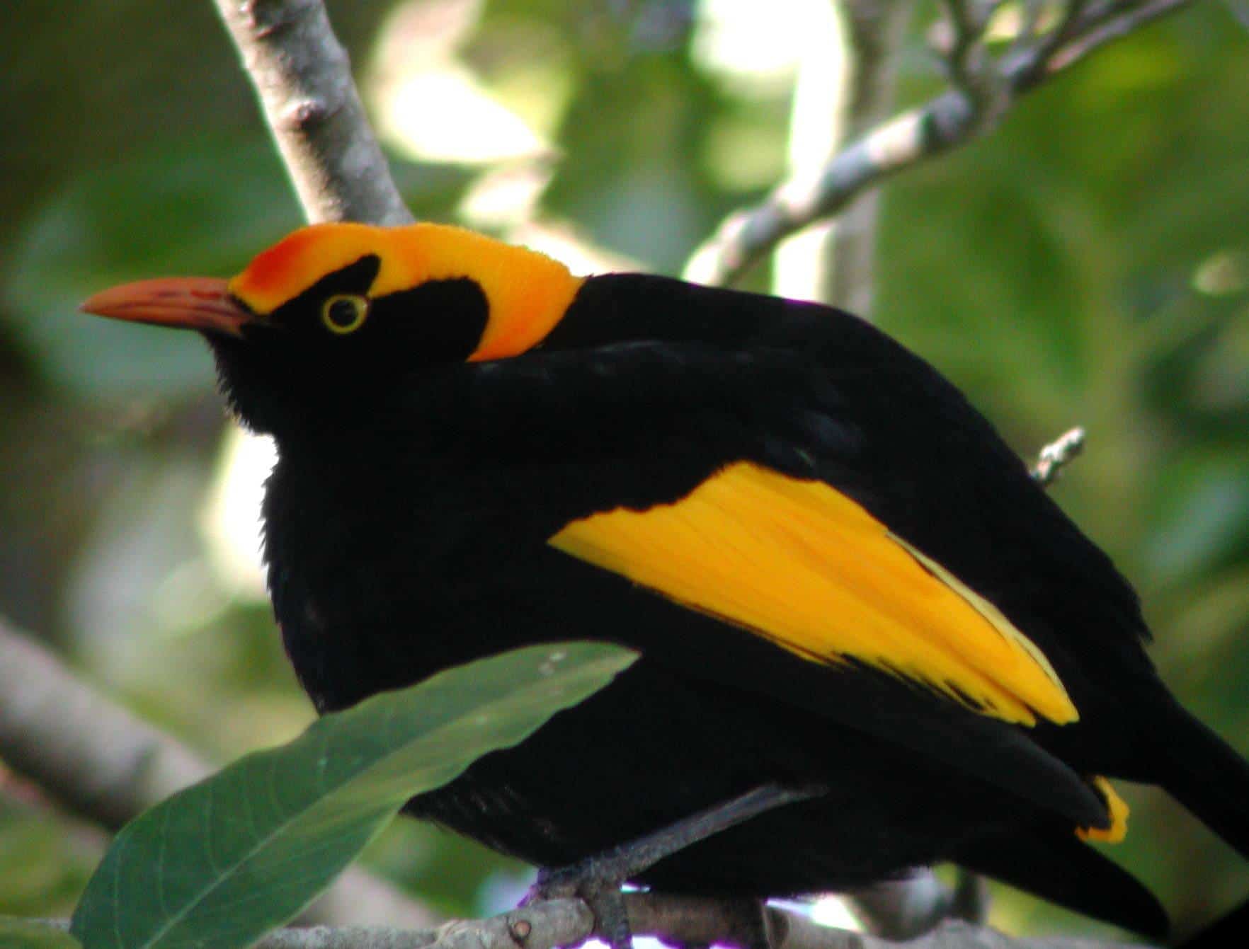 A male regent bowerbird with black plumage and a brilliant golden-orange crown and wings, perched on a branch
