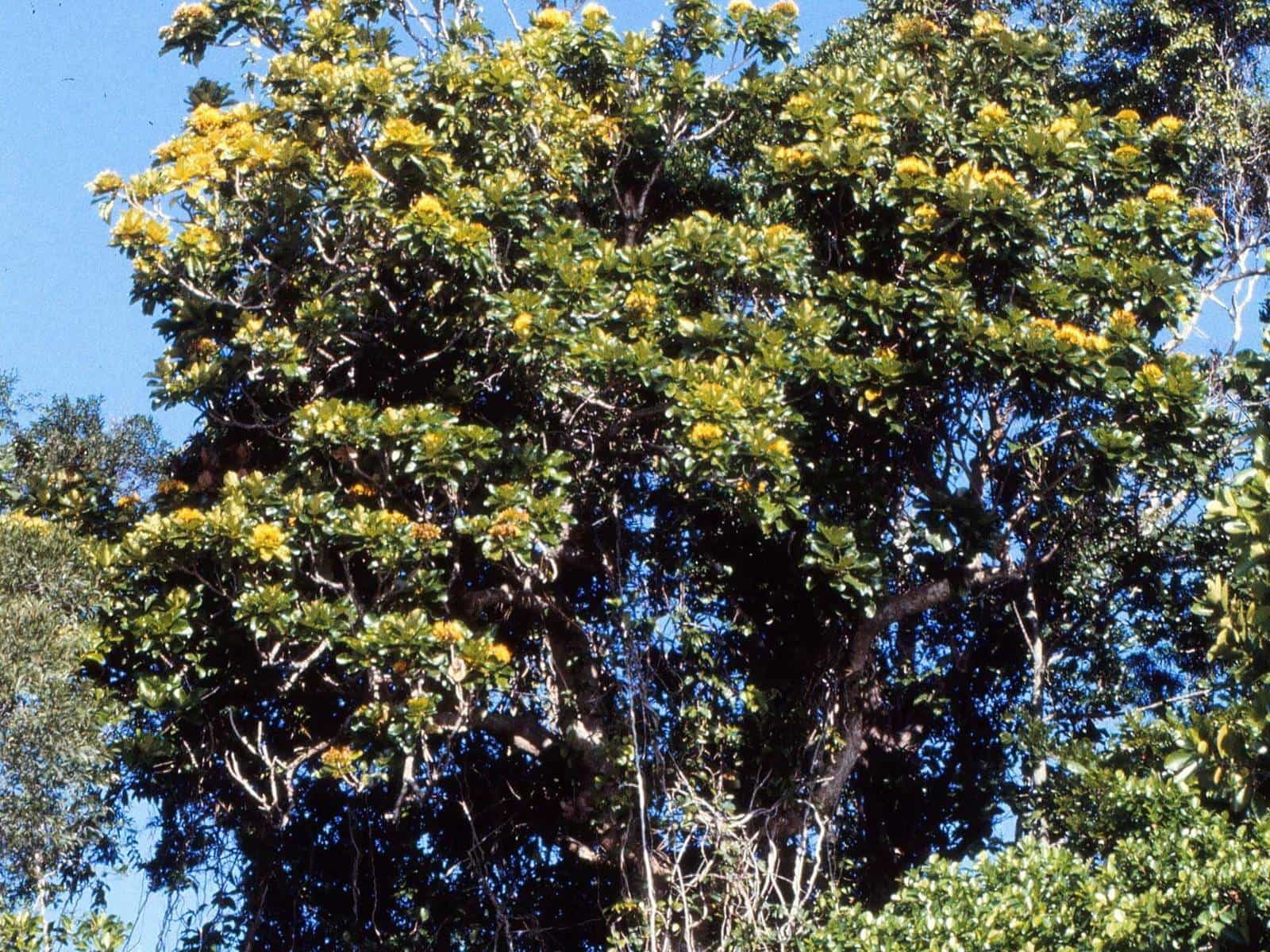 A tall rainforest tree rising through the canopy, its trunk wrapped in vines
