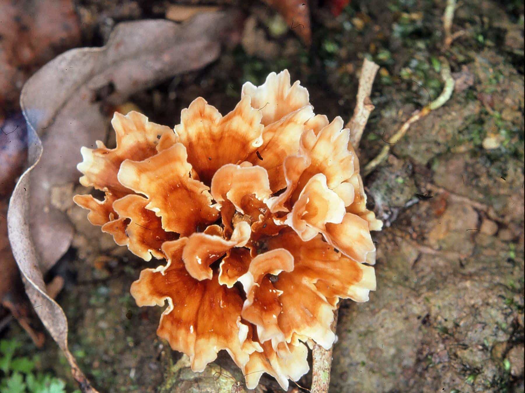 Pale bracket fungi growing on a mossy log on the rainforest floor