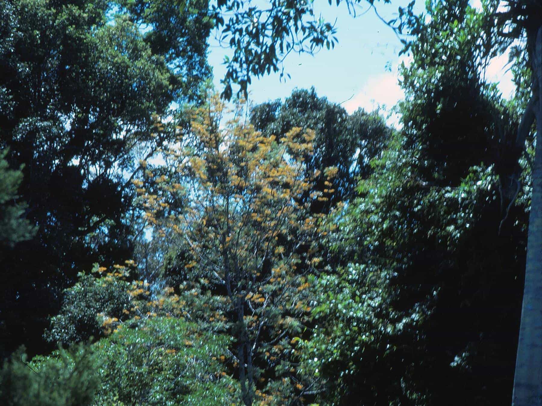 Light filtering through a break in tall rainforest canopy at Maiala