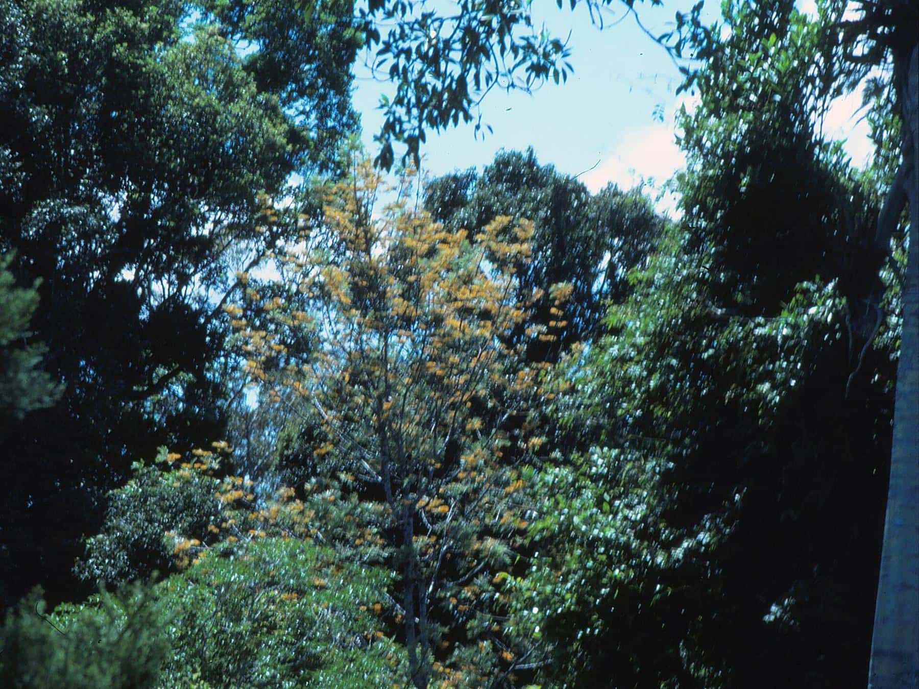 Sunlight streaming through a gap in the rainforest canopy above tall trunks