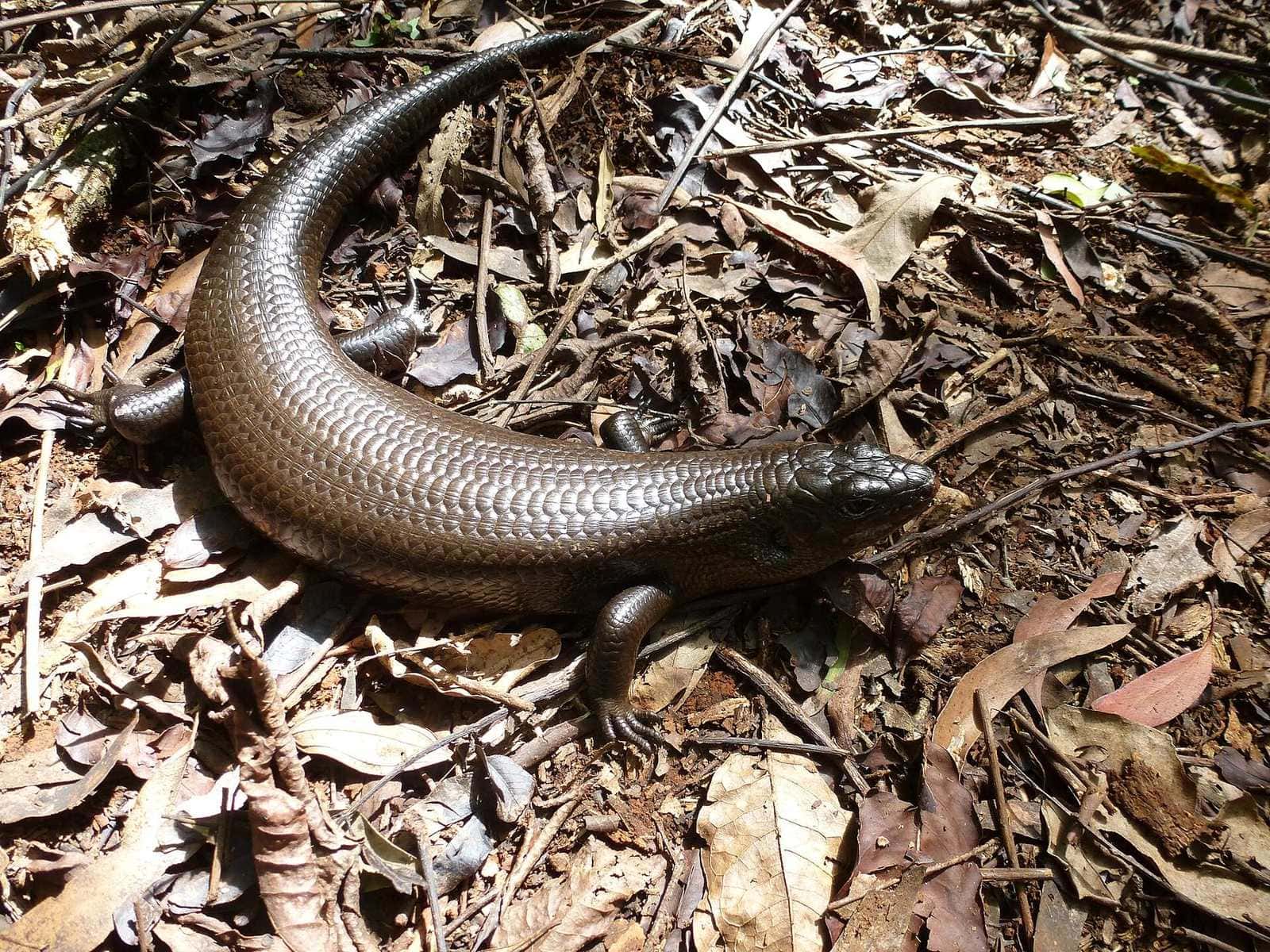A large glossy black skink with a pale ring around its eye resting on leaf litter