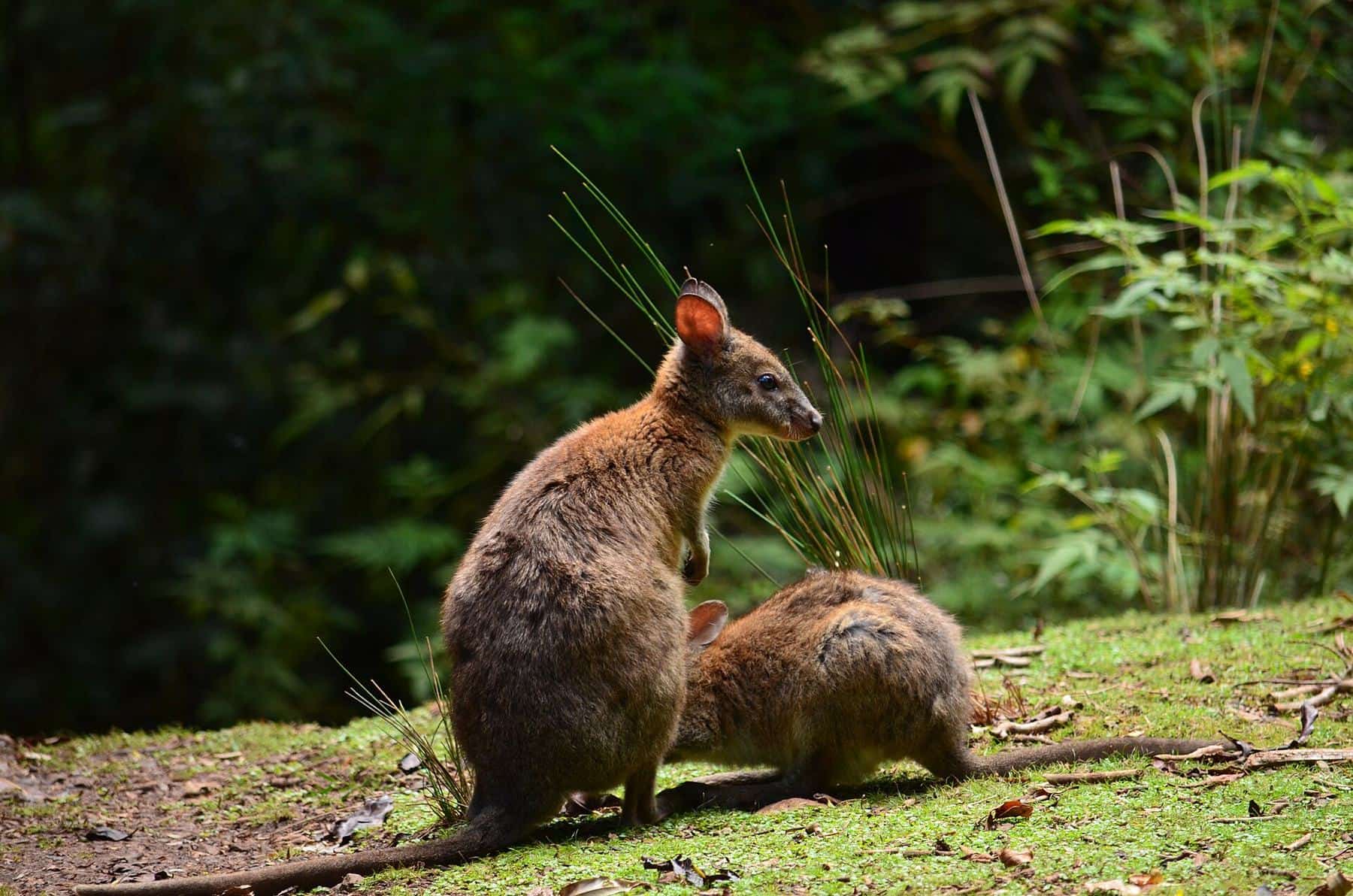A red-necked pademelon with grey-brown fur and a reddish neck standing in grass at the forest edge