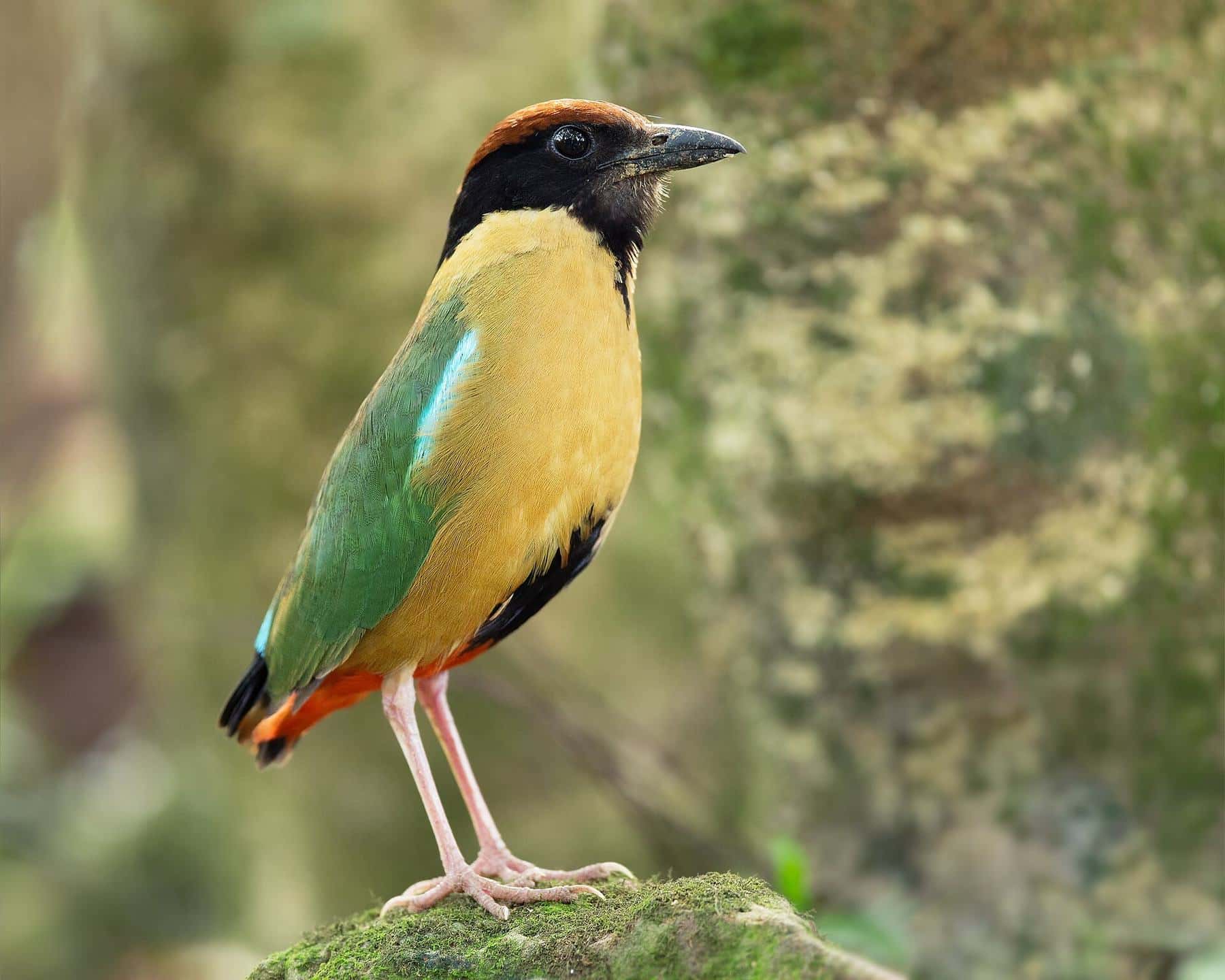 A noisy pitta with a black head, chestnut crown, green back and yellow breast standing on the forest floor